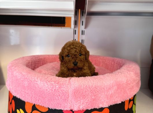 Gerçek Tea Cup Kore Red Browne Toy Poodle Bebekleri̇mi̇z görsel