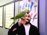 KONUŞAN HALKALI ALEXANDER İSKENDER PAPAĞANI