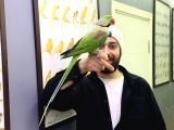 Konuşan Halkali Alexander İskender Papağani