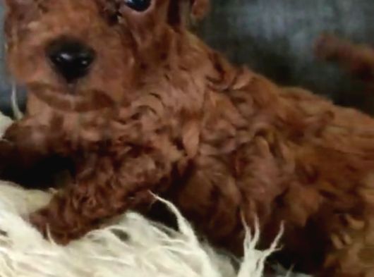 Dark Red Brown görsel