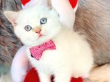 Bebek Ev Ortamı Safkan British Shorthair Yavrularımız
