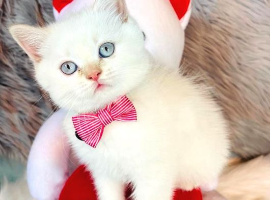 Bebek Ev Ortamı Safkan British Shorthair Yavrularımız görsel