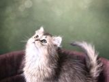 Safkan Golden British Long Hair Bebekler