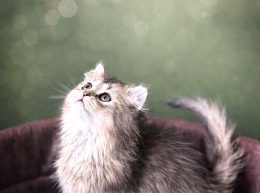 Safkan Golden British Long Hair Bebekler görsel