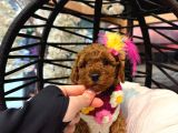Irkinin En Mükemmeli̇ Toy Poodle Yavrularimiz