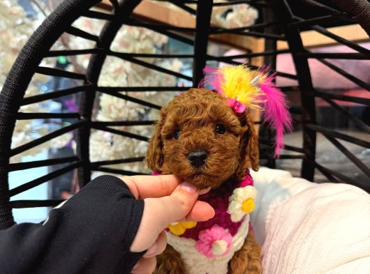 Irkinin En Mükemmeli̇ Toy Poodle Yavrularimiz görsel