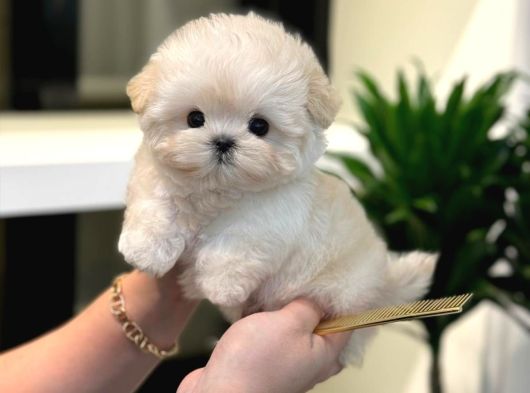 Apricot Renk Koreli Toy Poodle Bebegim
