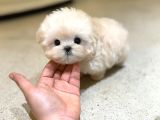 Apricot Renk Koreli Toy Poodle Bebegim
