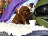 Mükemmel A Kalite Toy Poodle Yavrulrımız