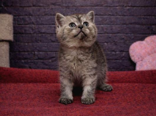 Vonalp Pet Garantisiyle Efsane Güzelli̇kte Bri̇ti̇sh Shorthai̇r görsel