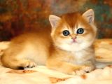 Full Safkan Dünya Güzeli Golden British Shorthair
