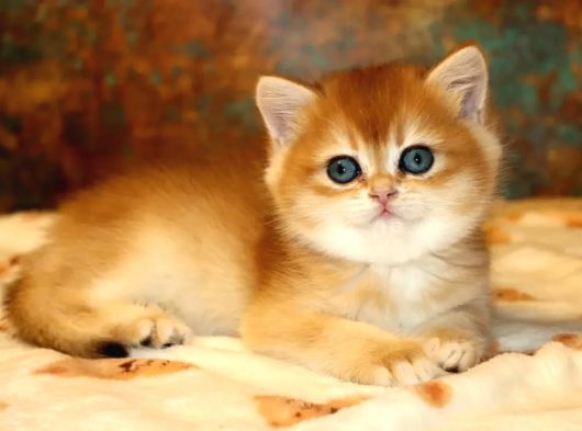 Full Safkan Dünya Güzeli Golden British Shorthair görsel