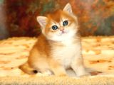 Full Safkan Dünya Güzeli Golden British Shorthair