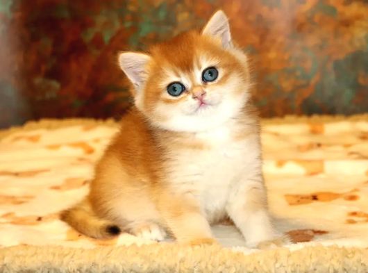 Full Safkan Dünya Güzeli Golden British Shorthair görsel