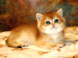 Full Safkan Dünya Güzeli Golden British Shorthair