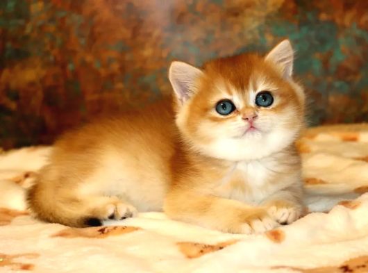 Full Safkan Dünya Güzeli Golden British Shorthair görsel