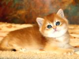Full Safkan Dünya Güzeli Golden British Shorthair