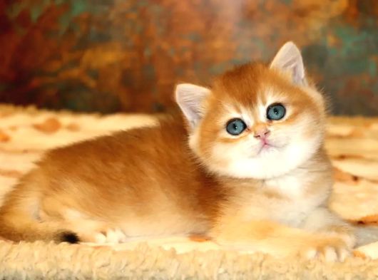 Full Safkan Dünya Güzeli Golden British Shorthair