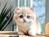 Asaletli AY Golden British Shorthair