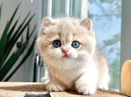 Asaletli Ay Golden British Shorthair
