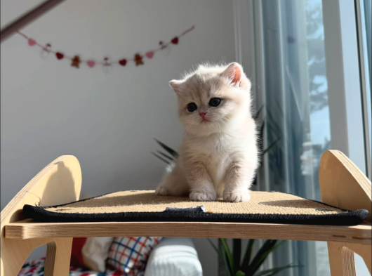 Asaletli Ay Golden British Shorthair görsel