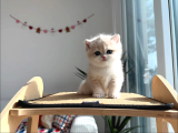 Asaletli Ay Golden British Shorthair