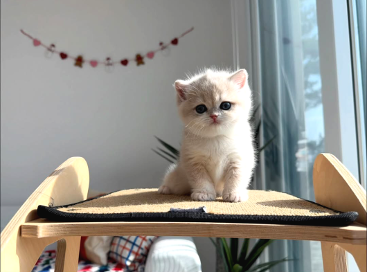 Asaletli Ay Golden British Shorthair görsel