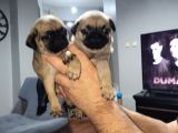 Dişi Pug Yavrularımız