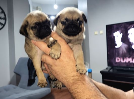 Dişi Pug Yavrularımız görsel