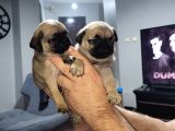 Dişi Pug Yavrularımız