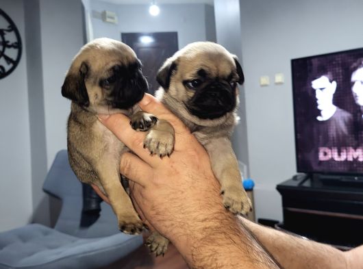 Dişi Pug Yavrularımız görsel