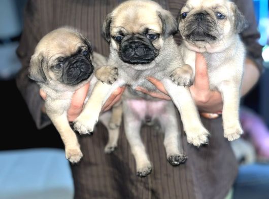 Dişi Pug Yavrularımız