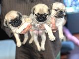 Dişi Pug Yavrularımız