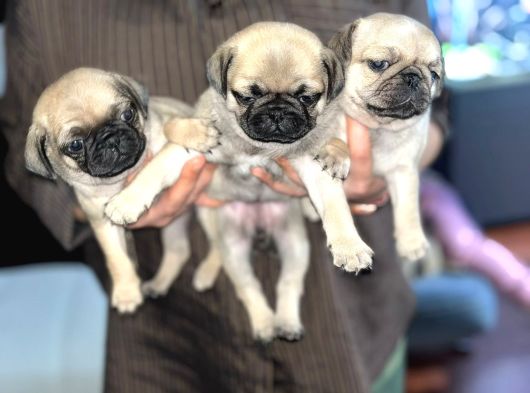 Dişi Pug Yavrularımız görsel