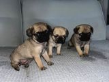 Dişi Pug Yavrularımız