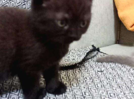 Tatlimi Tatli Top Kafa Bri̇ti̇sh Yavrularimiz görsel