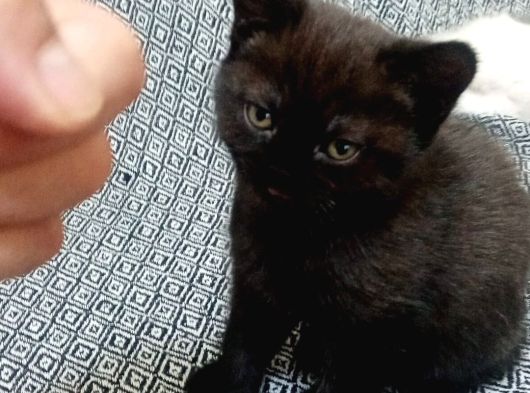 Tatlimi Tatli Top Kafa Bri̇ti̇sh Yavrularimiz görsel