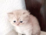Tatlimi Tatli Top Kafa Bri̇ti̇sh Yavrularimiz