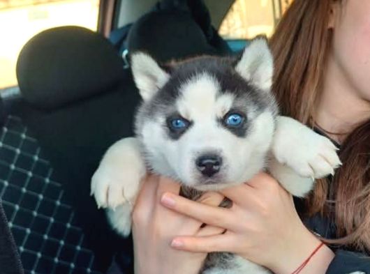 Hari̇ka Masmavi̇ Göz Husky Bebekler görsel
