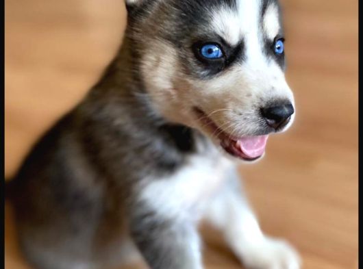 Hari̇ka Masmavi̇ Göz Husky Bebekler görsel