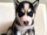 Hari̇ka Masmavi̇ Göz Husky Bebekler