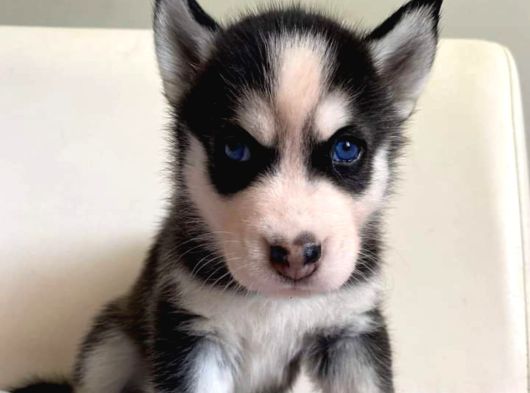 Hari̇ka Masmavi̇ Göz Husky Bebekler görsel