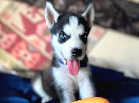 Hari̇ka Masmavi̇ Göz Husky Bebekler