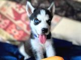 HARİKA MASMAVİ GÖZ HUSKY BEBEKLER