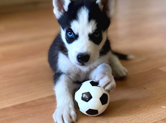 Hari̇ka Masmavi̇ Göz Husky Bebekler görsel