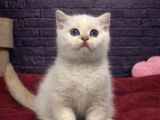 Vonalp Pet Garantisiyle Efsane Güzelli̇kte Bri̇ti̇sh Shorthai̇r