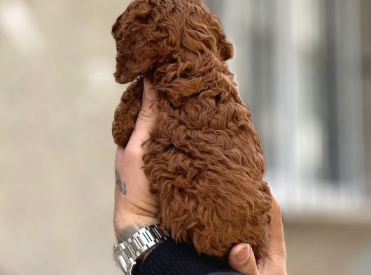 Mükemmel A Kalite Toy Poodle Yavrulrımız görsel