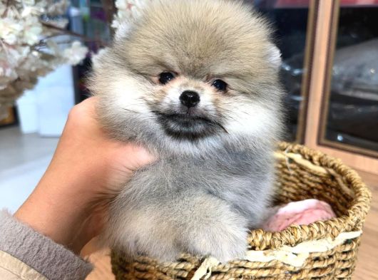 Pomerri̇an Boo Sevi̇mli̇ Yavrular görsel