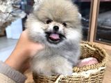 POMERRİAN BOO SEVİMLİ YAVRULAR