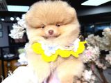 POMERRİAN BOO SEVİMLİ YAVRULAR